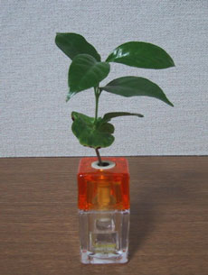 �R�[�q�[�̖؁d�Ƃ������c�H