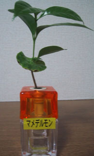 �}���f������