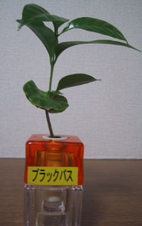 �u���b�N�o�X